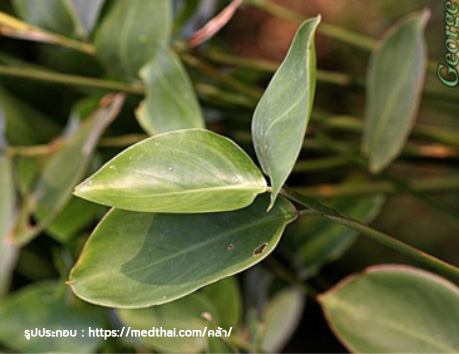 หัวคล้า