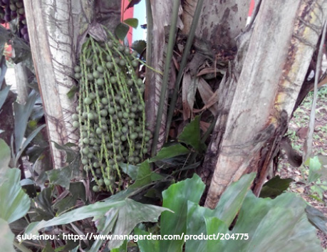 หัวเต่ารั้ง