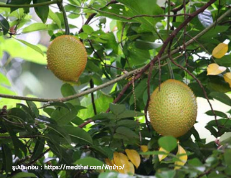 รากฟักข้าว