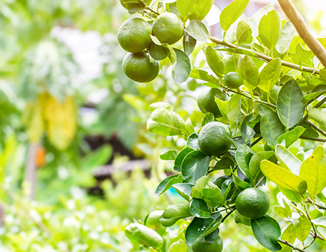 รากมะนาว