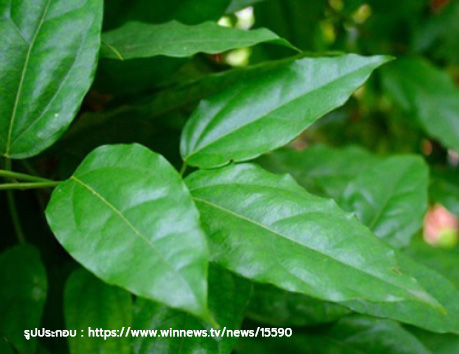 เถาย่านาง